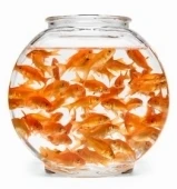 fishbowl